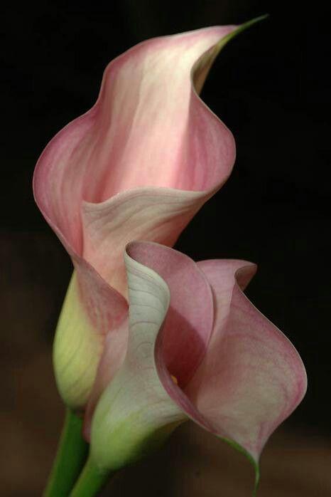 Secret Garden's Enchanted Blooms