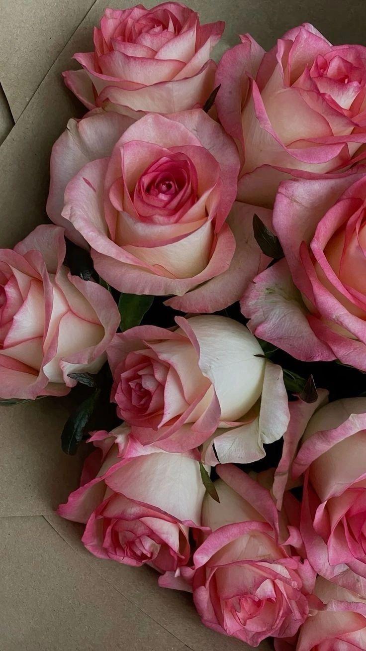 Celestial Blooms of Serenity Rays